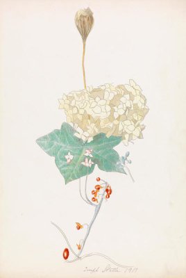 Joseph Stella - Mixed Flowers with Hydrangea, 1919